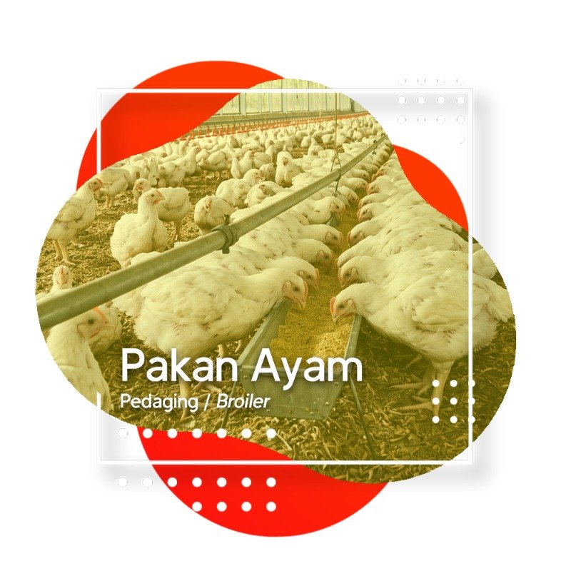 Pakan Ayam Pedaging / Broiler — kandang ayam pedaging Trisuri Agro Lestari