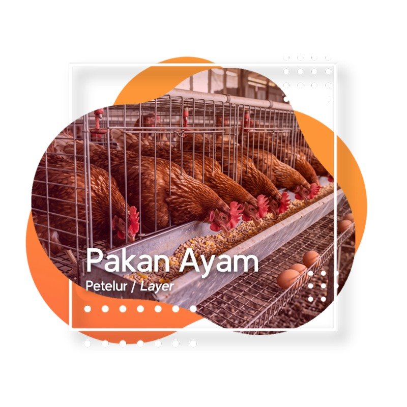 Pakan Ayam Petelur / Layer — kandang ayam petelur Trisuri Agro Lestari